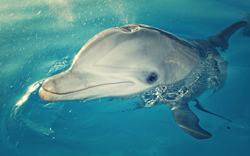 Картинка животные дельфины дельфин голова морда глаза взгляд