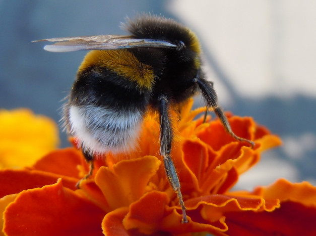 Обои картинки фото животные, пчелы, осы, шмели, шмель, цветок