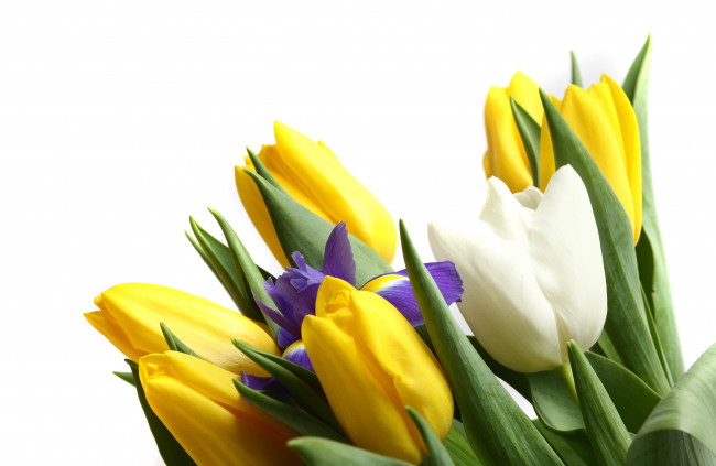 Обои картинки фото цветы, разные, вместе, бутоны, ирис, тюльпаны