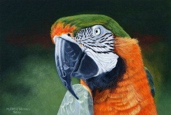 Картинка рисованные животные птицы попугаи попугай