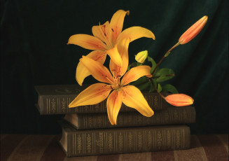 Картинка цветы лилии +лилейники желтый пушкин книги