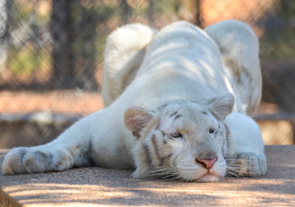Картинка животные тигры кошка морда поза отдых зоопарк альбинос