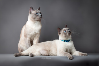 Картинка животные коты кошка тайский кот серый фон глаза