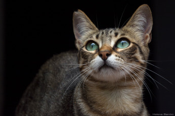 Картинка животные коты усы кошка