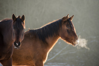 Картинка животные лошади кони пара морда мороз профиль грива зима