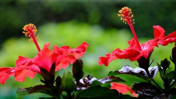 Картинка цветы гибискусы красный гибискус цветение