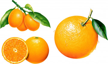 обоя векторная графика, еда, апельсин, фон