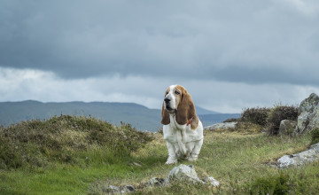 Картинка животные собаки гора сноудон камни трава собака бассет-хаунд snowdonia национальный парк уэльс небо тучи