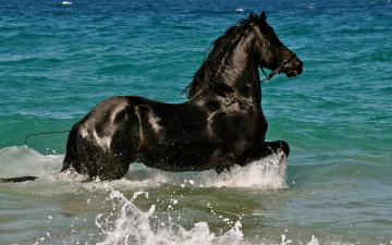 Картинка животные лошади брызги купание вороной конь