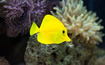 обоя животные, рыбы, рыбка, желтый, макро, яркий, аквариум