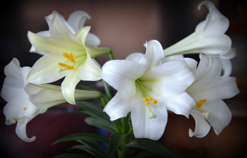 Картинка цветы лилии +лилейники белый