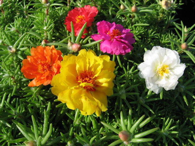Обои картинки фото цветы, портулак, дандур, grandiflora, portulaca