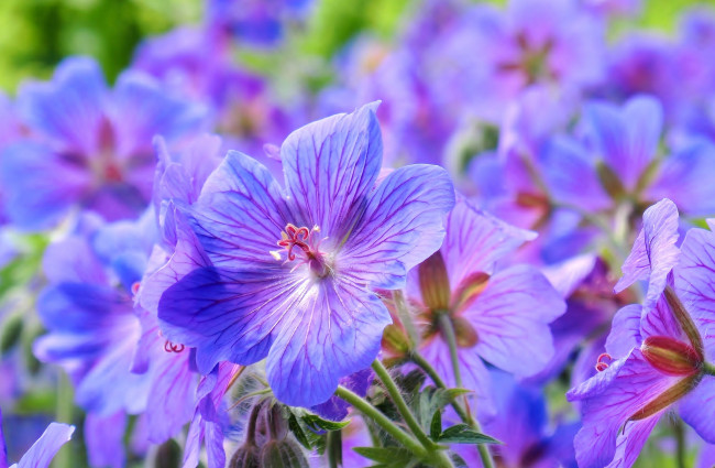 Обои картинки фото цветы, герань, фиолет