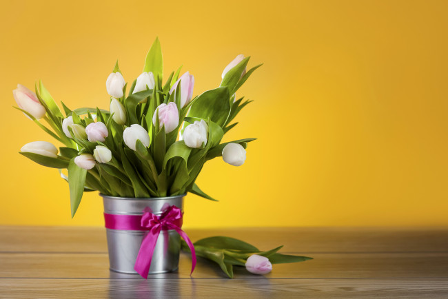 Обои картинки фото цветы, тюльпаны, белые, бант, ведро