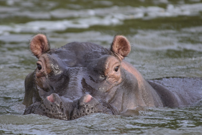 Обои картинки фото животные, бегемоты, морда, ушки, купание, вода