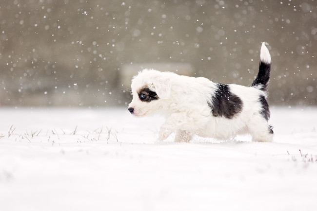 Обои картинки фото животные, собаки, alert, snow, snowing, suspicious, eye, dog