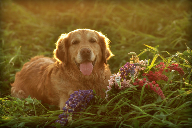 Обои картинки фото животные, собаки, цветы, солнце, ретривер