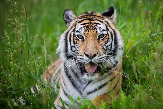 Обои картинки фото животные, тигры, отдых, трава, кошка, морда, язык