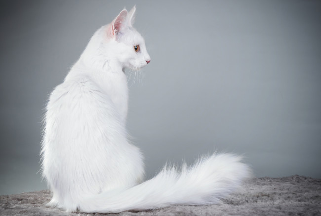Обои картинки фото животные, коты, белый
