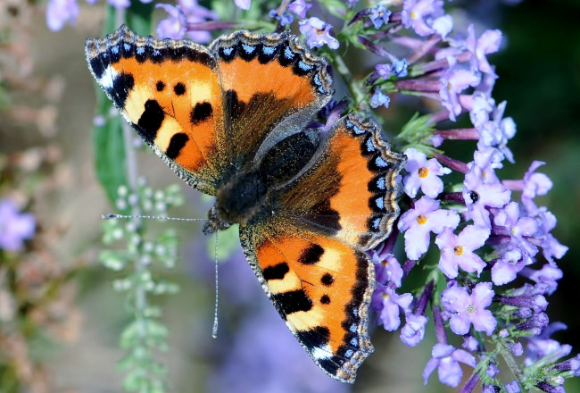 Обои картинки фото животные, бабочки, будлея, крылья