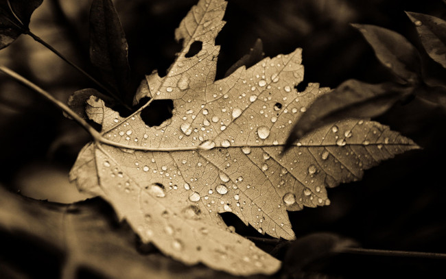 Обои картинки фото природа, листья, осень, лист, капли