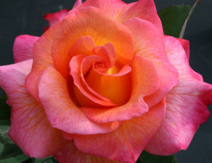 Картинка цветы розы розовый цветок
