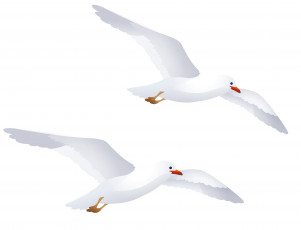 Картинка векторная+графика животные+ animals полет чайки
