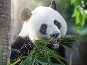 Картинка животные панды тросник медведь