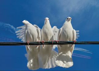 Картинка животные голуби небо