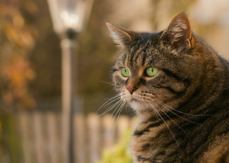 Картинка животные коты кот полосатый кошка взгляд
