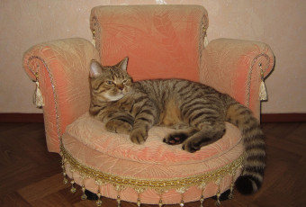 Картинка животные коты кресло