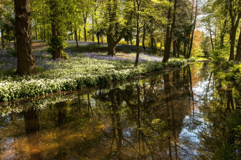 Картинка природа реки озера водоем деревья цветы