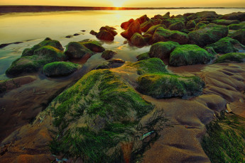 Картинка природа восходы закаты закат водоросли камни мох