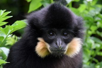 Картинка животные обезьяны черная
