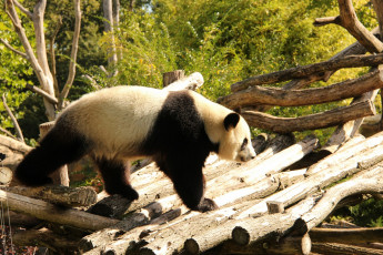 Картинка животные панды бревна медведь