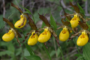 Картинка цветы орхидеи жёлтые
