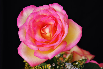 Картинка цветы розы цветок розовый