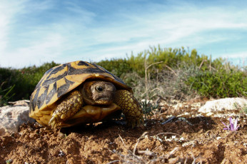 Картинка животные Черепахи трава цветок песок