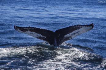 Картинка животные киты +кашалоты хвост кит океан