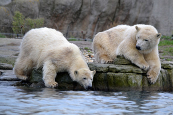 Картинка животные медведи водоем двое камень полярный белый