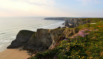 Картинка англия природа побережье цветы трава