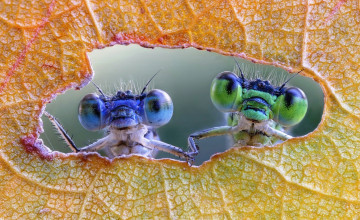 Картинка животные стрекозы пара глаза лист дыра