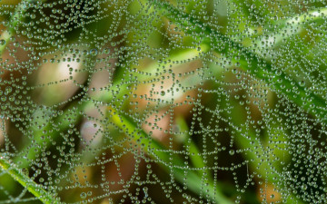 Картинка природа макро роса паутина капли