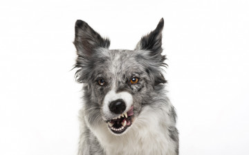 Картинка животные собаки собака оскал ухмылка белый фон мордочка пёс