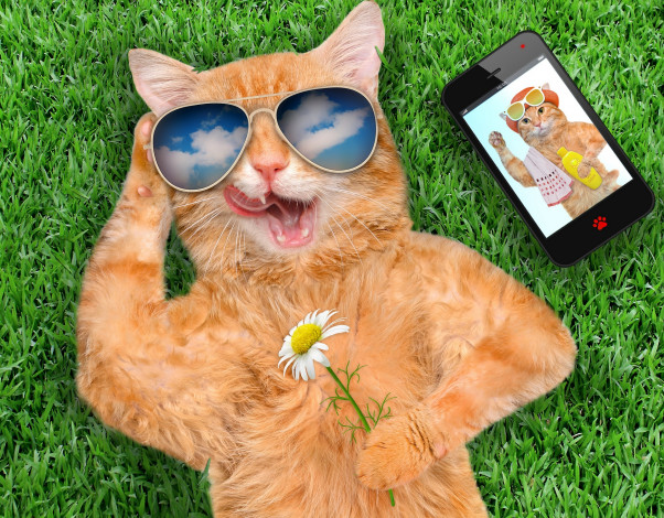 Обои картинки фото юмор и приколы, трава, цветок, очки, смартфон, рыжий