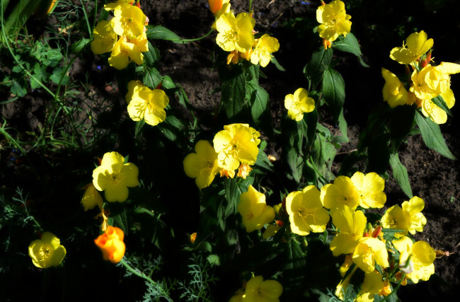 Обои картинки фото цветы, желтый