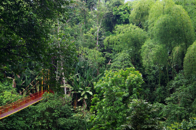 Обои картинки фото колумбия, природа, лес, деревья