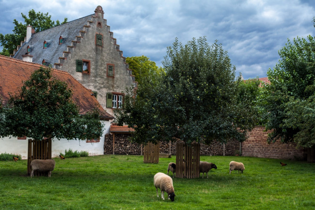 Обои картинки фото города, - здания,  дома, овцы, деревья, облака, трава, здание