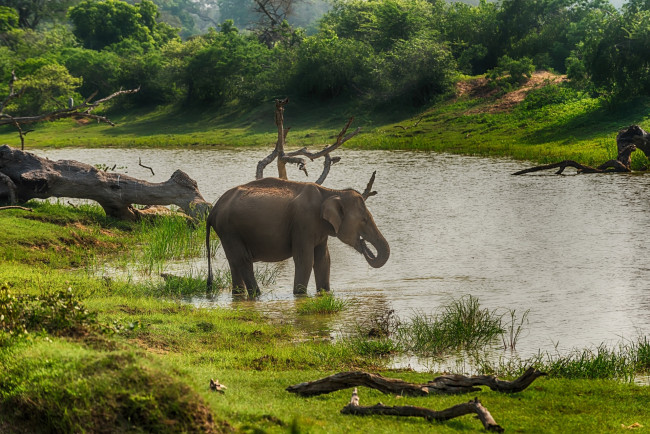 Обои картинки фото шри ланка, животные, слоны, река, деревья