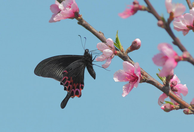 Обои картинки фото животные, бабочки,  мотыльки,  моли, бабочка, черная, весна, цветение, ветка, сакура